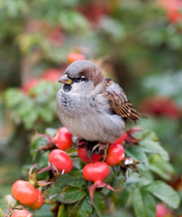 Portrait of a sparrow on a branch of a ripe dogrose