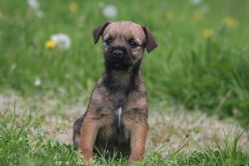 petit chiot border terrier assis