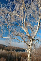 Rime on birch in Winter