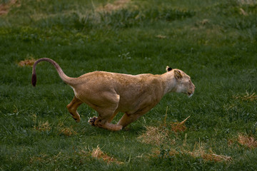 Obraz premium African Lioness running through green grass
