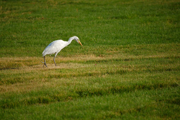 Obraz na płótnie Canvas Egret on the walk among green grass in Egypt