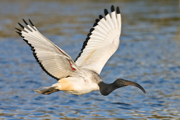 African Sacred Ibis in flight over water