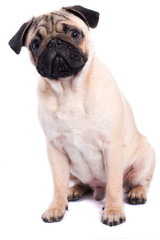 Obraz premium Pug isolated on white background