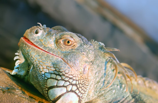 iguana. The predatory lizard of greater sizes