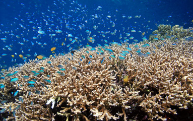 shallow coral reef