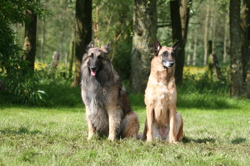Deux amis Berger Belges Malinois et Tervuren