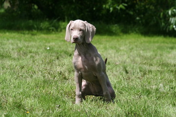 Petit besoin du Braque de Weimar