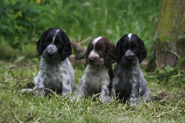 Trio de mignons Cocker assis à la campagne