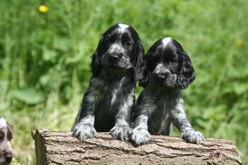 Deux petits Cocker-anglais sur un morceau de bois