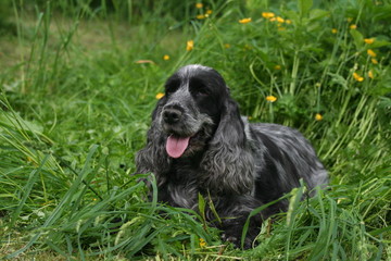 Cocker anglais gris dans les hautes herbes