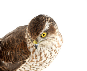sparrow-hawk on white - 10242561