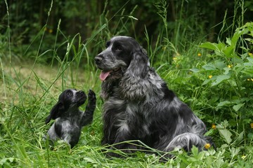 Petit Berger Allemand Debout De Face A La Campagne Wall Mural Wallpaper Murals Dogs
