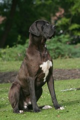 dogue allemand noir faisant le beau