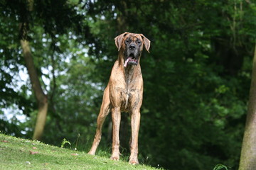 dogue allemand qui tire la langue