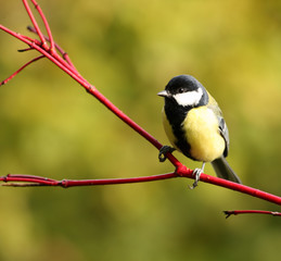 great tit on a red branch - 10242751