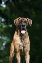 Fototapeta premium dogue allemand athlétique