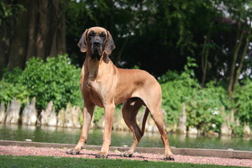 dogue allemand top model