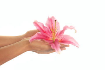 Hände mit pinkfarbener Lilie vor weißem Hintergrund