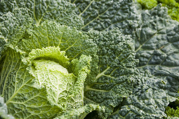 A close-up of a fresh head of cabbage after a light rain.