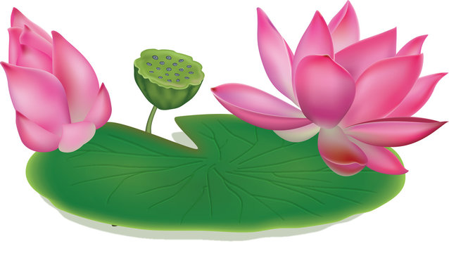Fototapeta Illustration of lotus flower, pod and lily pad