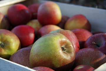 Äpfel