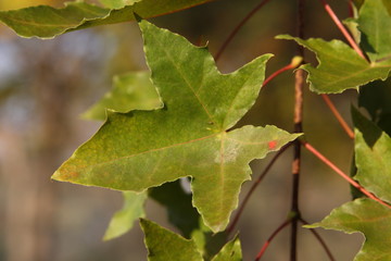 maple leaves