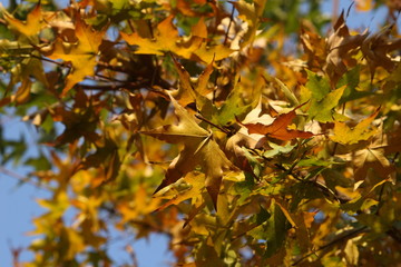 autumn leaves