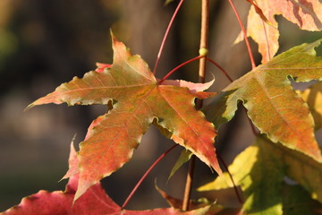 Obraz premium autumn maple leaves