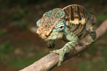 Chamäleon Madagaskar 25.2
