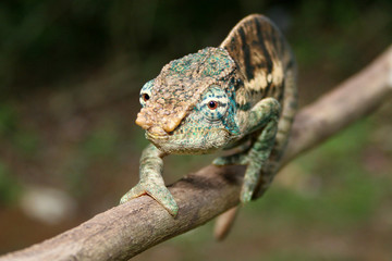 Chamäleon Madagaskar 25.3