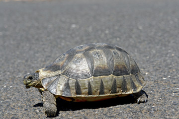 schildkroete