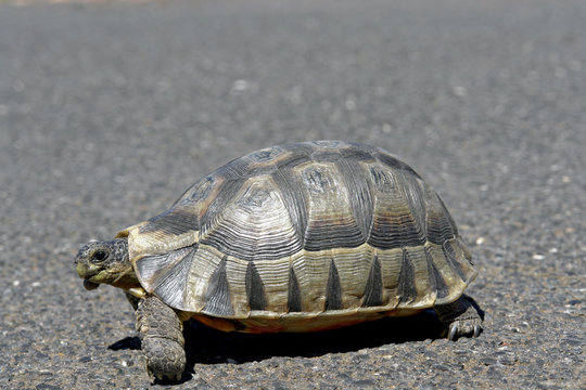 schildkroete