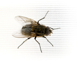 Fliege sitzt auf Vorhang mit kariertem Muster
