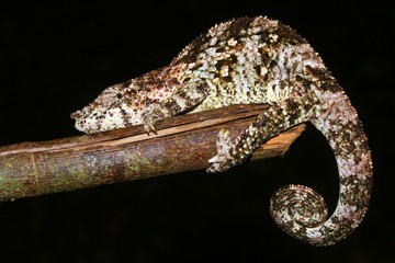 Chamäleon Madagaskar 18.5