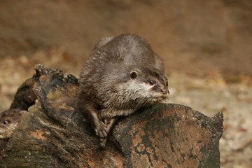 Otter on a tree