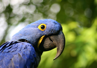 perroquet bleu