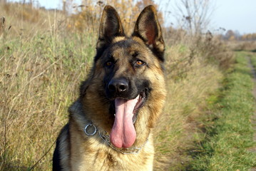 Alsatian