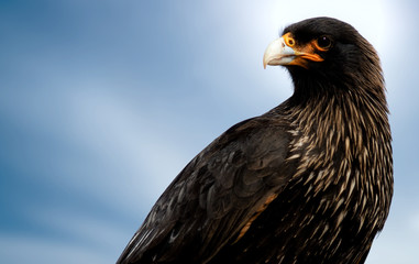 Closeup of Striated Caracaras