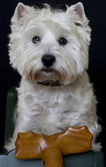 Jet sitting in sleigh