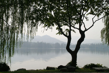 Chinesischer Baum