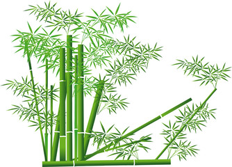 fond vegetal - bambou
