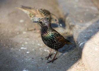 Two starlings on city sidewalk close up
