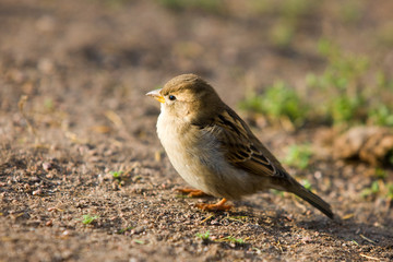 Portrait of a sitting sparrow close up