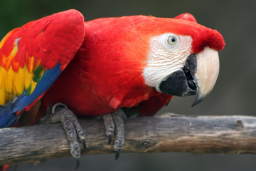 Close up of parrot bird