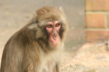 Obraz premium Monkey in a zoo, looking depressed