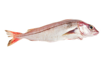 Whole haddock fish isolated on white