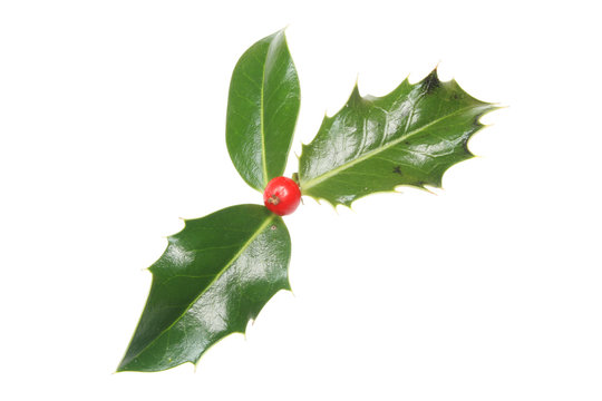 Three holly leaves and single red berry