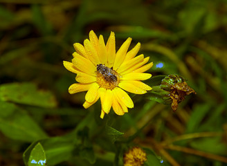 The Bee collecting pollen on a flower