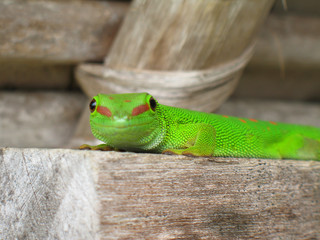 gecko lezard phelsuma madagascariensis grandis