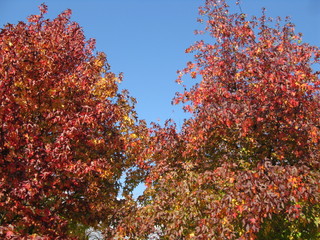 Arbres aux couleurs d'automne, ciel bleu.